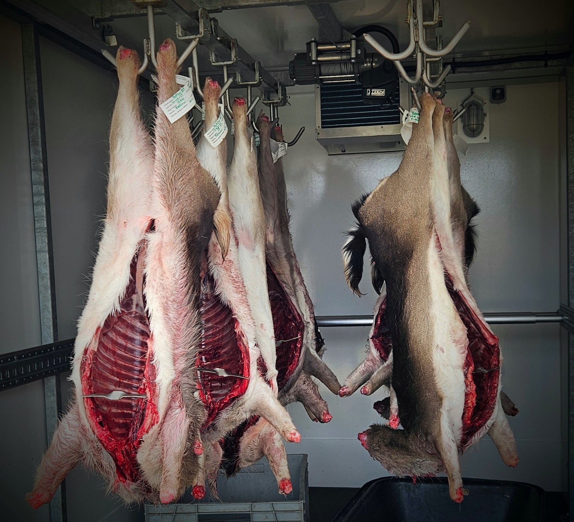 Whole carcass - custom order - Game On